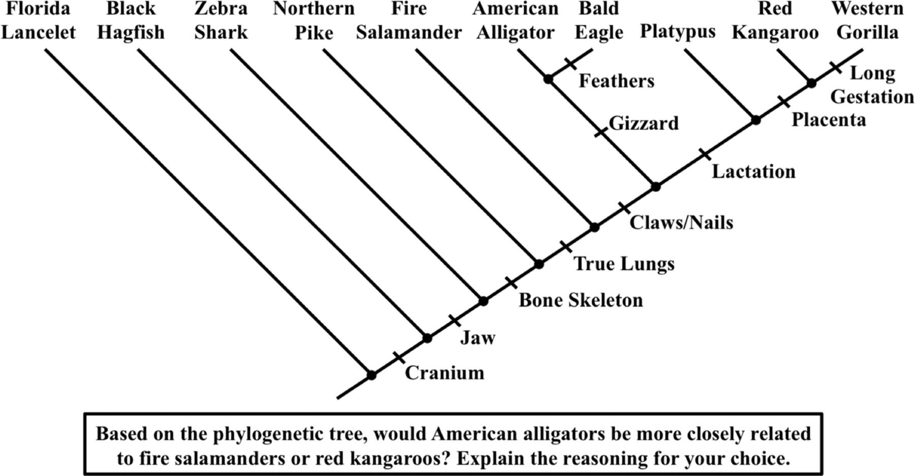 how does the phylogenetic tree work