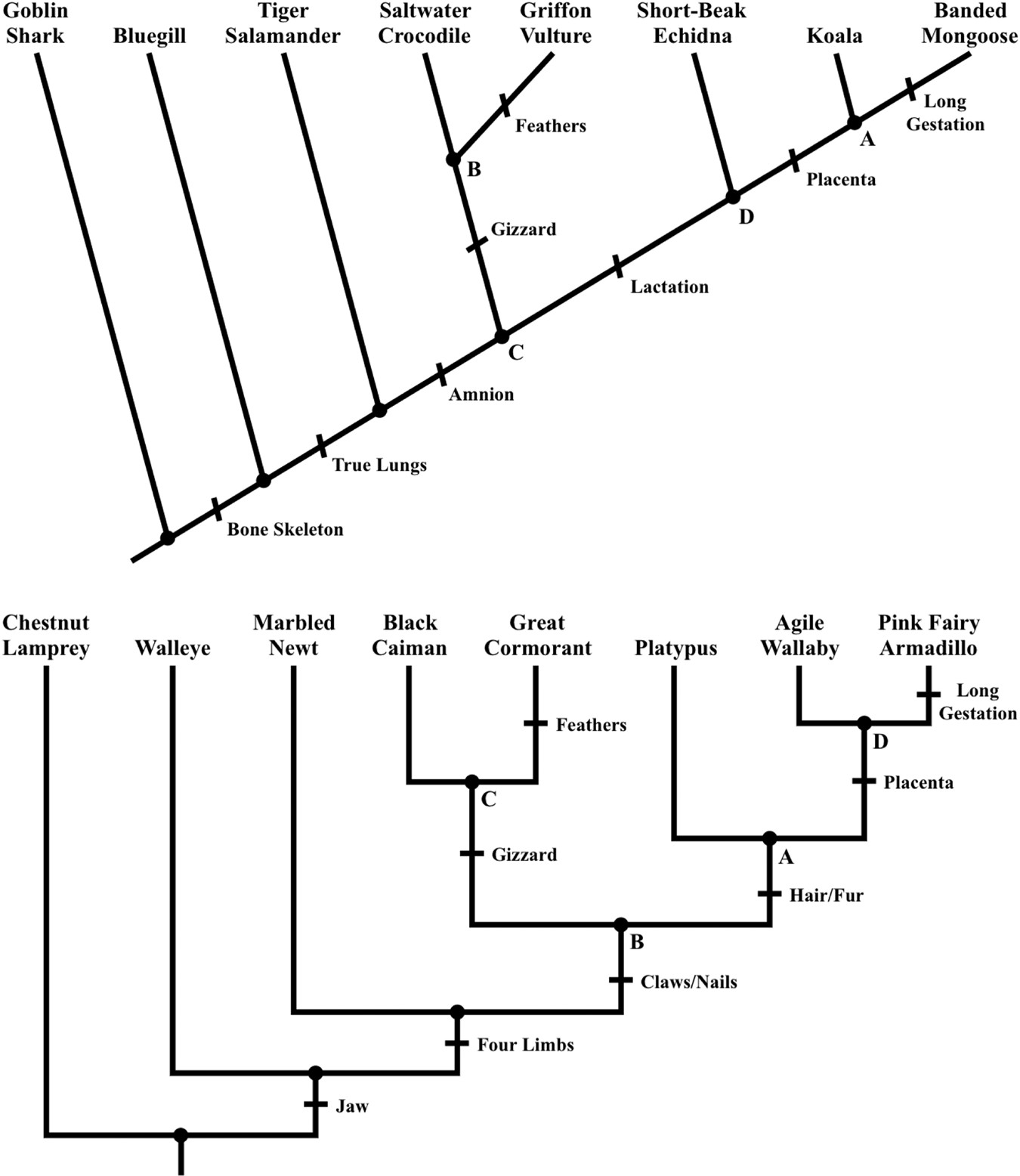 how to calculate tree length of phylogenetic tree